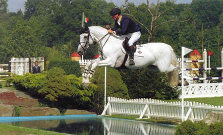 Showjumping Stallion - CArthago Z